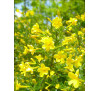 Жасмин чагарниковий (Jasminum fruticans)